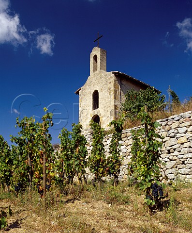 Syrah vineyard of Chapoutier below the chapel on the   hill of Hermitage TainlHermitage Drme France     Hermitage