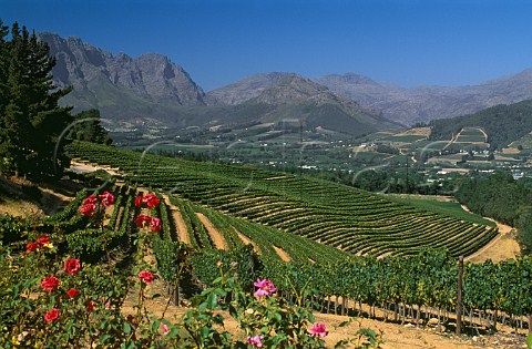 Vineyard of Dieu Donn above the  Franschhoek Valley Paarl   South Africa