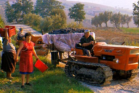 Harvesting grapes on the estate of   Emidio Pepe Torano Nuovo  Abruzzi Italy