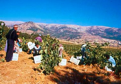 Kurdish workers undertake the harvest   in vineyard of Chateau Kefraya in the   Bekaa Valley Lebanon