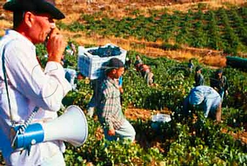 Kurdish workers undertake the harvest   in vineyard of Chateau Kefraya in the   Bekaa Valley Lebanon