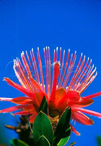 Protea Aurea   Cape Province South Africa