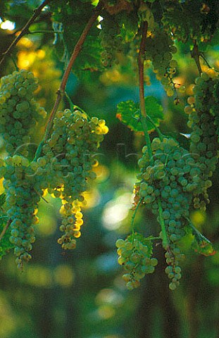 Garganega grapes Soave Veneto Italy