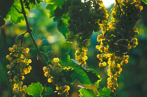 Garganega grapes Soave Veneto Italy