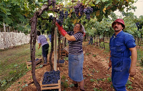 Harvesting grapes in vineyard of Allegrini Negrar Veneto Italy  Valpolicella Classico