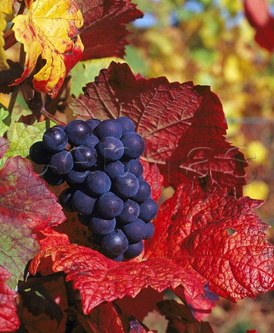 Pinot Noir grapes and autumn leaves   VosneRomane Cte dOr France   Cte de Nuits