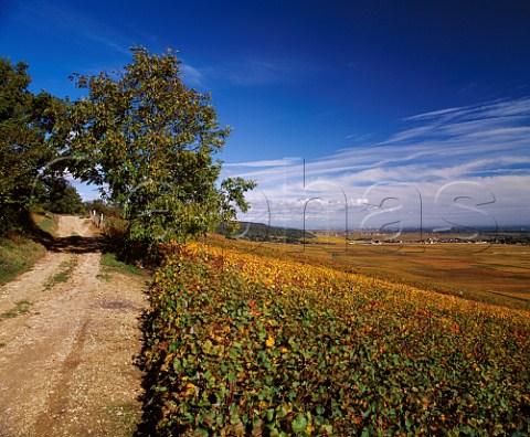 View over autumnal vineyards above VosneRomane to the Clos de Vougeot and its chteau Cte dOr France Cte de Nuits