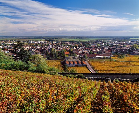 View eastwards from autumnal vineyard above NuitsStGeorges with the Sane Valley in distance Cte dOr France   Cte de Nuits