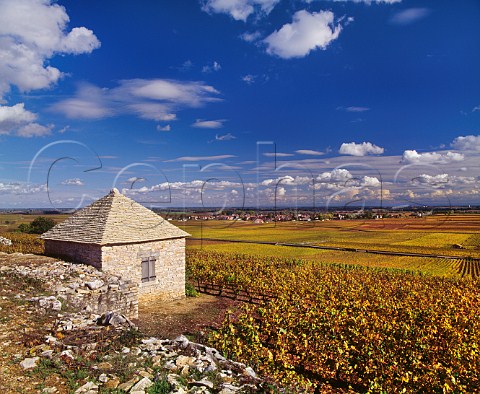 New cabotte in the Bouchard Pre et Fils section of Le Montrachet vineyard with BtardMontrachet beyond the road PulignyMontrachet Cte dOr France Cte de Beaune Grand Cru