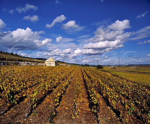 The Bouchard Pre et Fils section of Montrachet vineyard PulignyMontrachet   Cte dOr France    Cte de Beaune Grand Cru