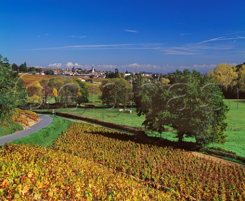 Autumnal Gamay vineyards at Julinas   SaneetLoire France  Julinas  Beaujolais