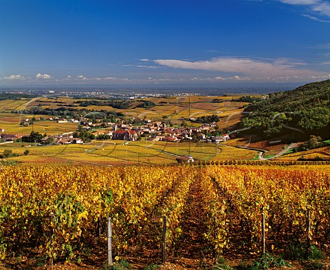 Autumnal Chardonnay vineyards surround the village of Fuiss SaneetLoire France PouillyFuiss  Mconnais