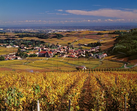 Autumnal Chardonnay vineyards surround the village   of Fuiss SaneetLoire France    PouillyFuiss  Mconnais