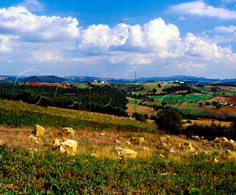 Vineyard of Ezio Mantellassi on his Podere   Banditaccia Magliano in Toscana   Grosseto Province Tuscany Italy    Morellino di Scansano  Southern Maremma
