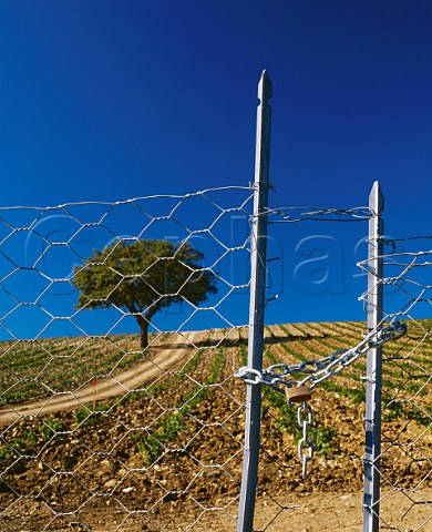 Padlock and chain protecting new vineyard   near Montiano Grosetto Province Tuscany Italy     Morellino di Scansano  Southern Maremma