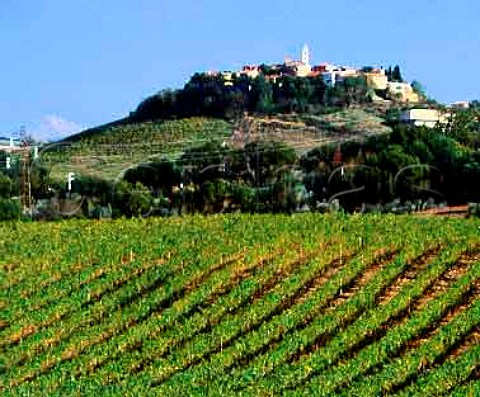 The Poggio Maestrino vineyard of Erik Banti with the   hilltop town of Montiano beyond   Grosetto Province Tuscany Italy   Southern Maremma