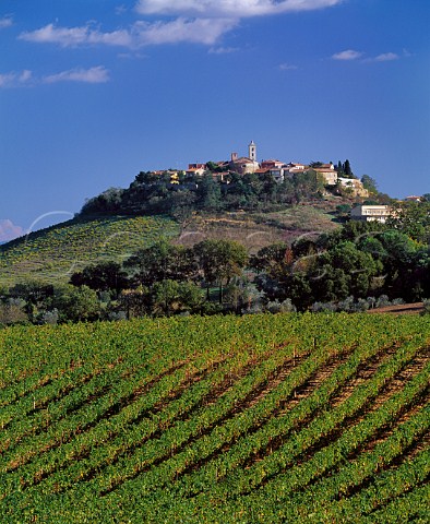 The Poggio Maestrino vineyard of Erik Banti below the hilltop town of Montiano   Grosetto Province Tuscany Italy   Southern Maremma