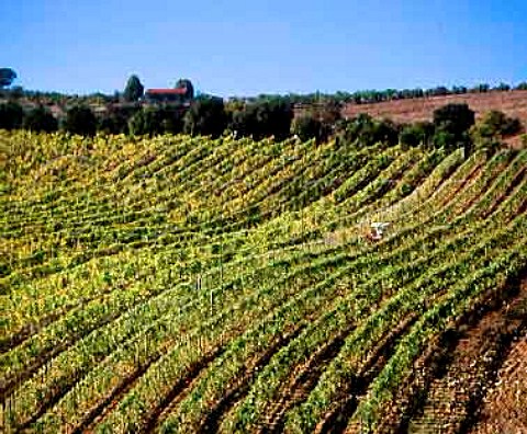 Ploughing in vineyard at Montiano   Grosetto Province Tuscany Italy   Morellino di Scansano  Southern Maremma