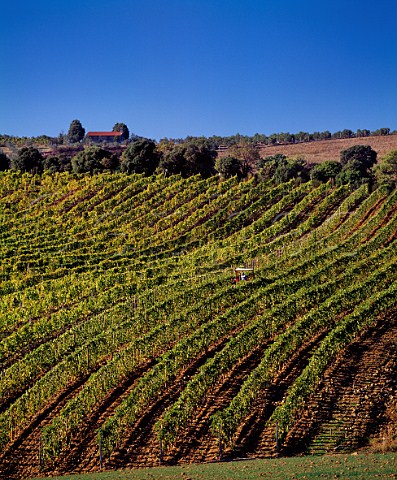 Ploughing between the rows in vineyard at Montiano Grosetto Province Tuscany Italy Morellino di Scansano  Southern Maremma