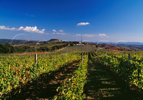 Vineyard with the hilltop village of Montiano in the distance  Grosetto Province Tuscany Italy Morellino di Scansano  Southern Maremma