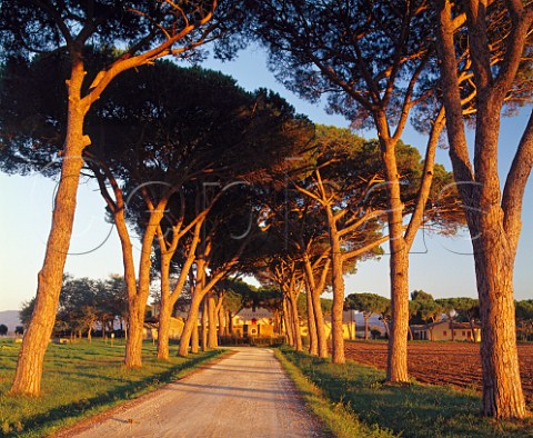 The light of the setting sun illuminating the avenue of Bamboli Umbrella Pines which lead to Tenuta Belvedere of Marchesi Antinori The vineyards here provide the grapes for Guado al Tasso Bolgheri Tuscany Italy     Bolgheri