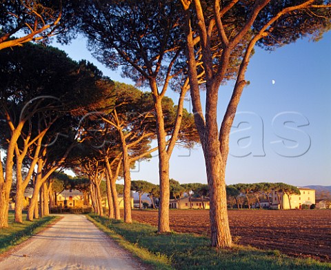 The light of the setting sun illuminates the avenue of Bamboli Umbrella Pines which lead to Tenuta Belvedere of Marchesi Antinori The vineyards here provide the grapes for Guado al Tasso Bolgheri Tuscany Italy     Bolgheri