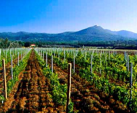 Vineyard of Vaira V Bolgheri Tuscany Italy       Bolgheri