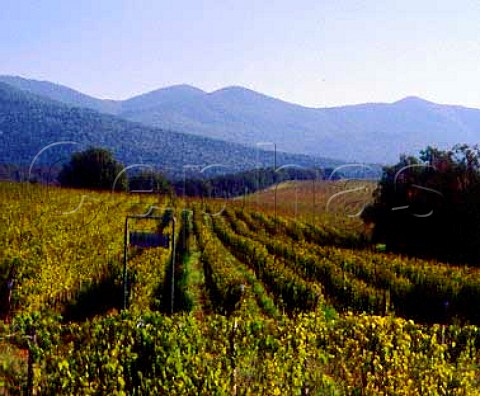 Vineyard of Tenuta dellOrnellaia Bolgheri   Tuscany Italy   Bolgheri