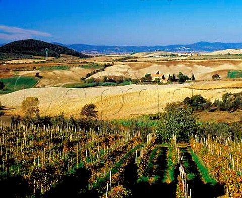 Vineyard near Castellina Marittima Tuscany Italy  Montescudio