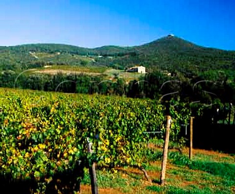 View over Cabernet Sauvignon vineyard to the Masseto   vineyard Merlot by house   Tenuta dellOrnellaia Bolgheri Tuscany Italy