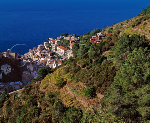 Village of Riomaggiore below terraced vineyards on the coast of Liguria Italy     Cinque Terre