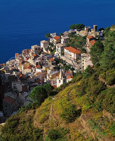 Village of Riomaggiore below terraced vineyards on   the coast of Liguria Italy     Cinque Terre