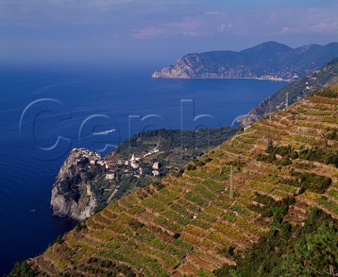 Terraced vineyards above Manarola on the coast of   Liguria Italy   Cinque Terre