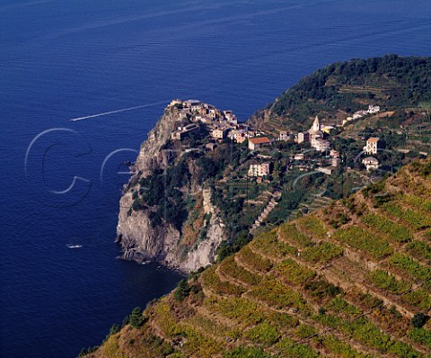 Terraced vineyards above Manarola on the coast of   Liguria Italy   Cinque Terre