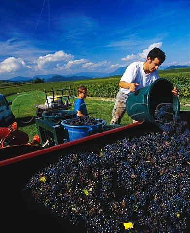 Harvesting Gamay grapes in vineyard of   Edmond Jacquin Jongieux Savoie France     Vin de Savoie