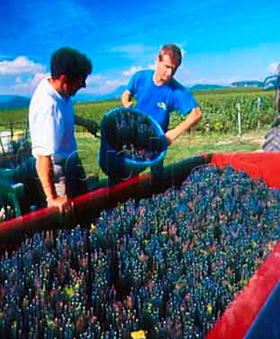 Harvesting Gamay grapes in vineyard of   Edmond Jacquin Jongieux Savoie France     Vin de Savoie