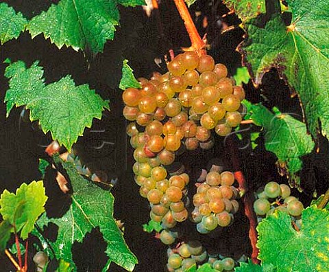 Roussette grapes also known as Altesse in vineyard of Edmond Jacquin on the slope of the   Cru Marestel Jongieux Savoie France