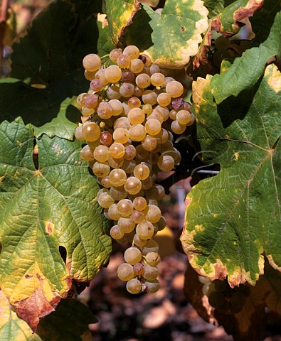 Bunch of Amigne grapes Vtroz Valais Switzerland
