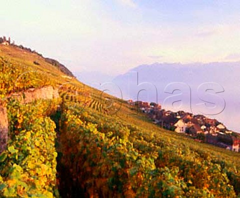 Autumnal terraced vineyards above Epesses on the   shore of Lac Lman Vaud Switzerland   Chablais