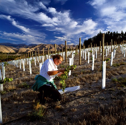 Mandy Weaver examining vines in the    Waihopai Slopes Vineyard of Churton   Marlborough New Zealand