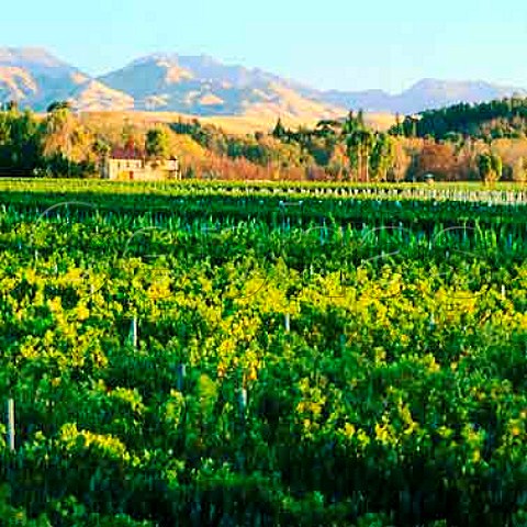 Winery of Isabel Estate viewed over its vineyard    Marlborough New Zealand
