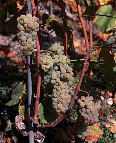 Bunches of Petite Arvine grapes Chamoson Valais Switzerland