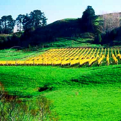 Rothesay vineyard of Collard Brothers   Waimauku New Zealand
