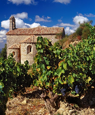 Grenache vineyard of Chteau de StCosme by the 12thcentury chapel from which the property takes its name Gigondas Vaucluse France