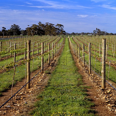 Young vineyard which produces grapes for   Stonehaven BRL Hardy Naracoorte South Australia  Wrattonbully