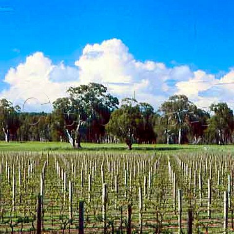 Vineyard of BRL Hardy Coonawarra   South Australia      Coonawarra