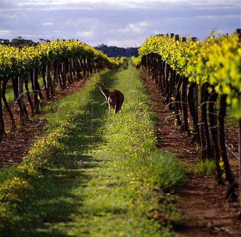 Kangaroo in vineyard Padthaway  South Australia