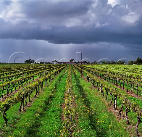 Leconfield vineyard and winery   Coonawarra South Australia