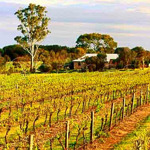 Vineyard of Koppamurra Wines   Joanna South Australia    Wrattonbully