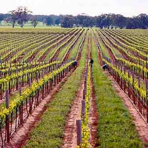 Smith  Hooper vineyard of Yalumba   near Naracoorte South Australia       Wrattonbully